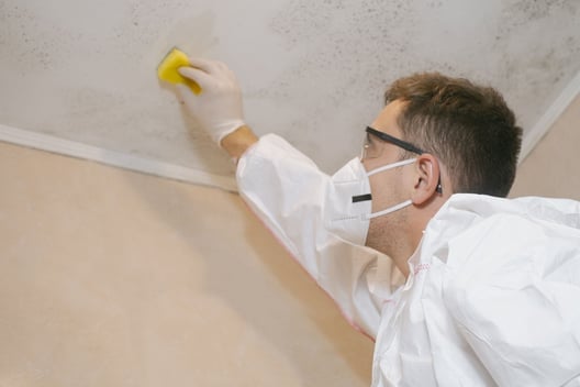 Mold Remediation Mold Remediation